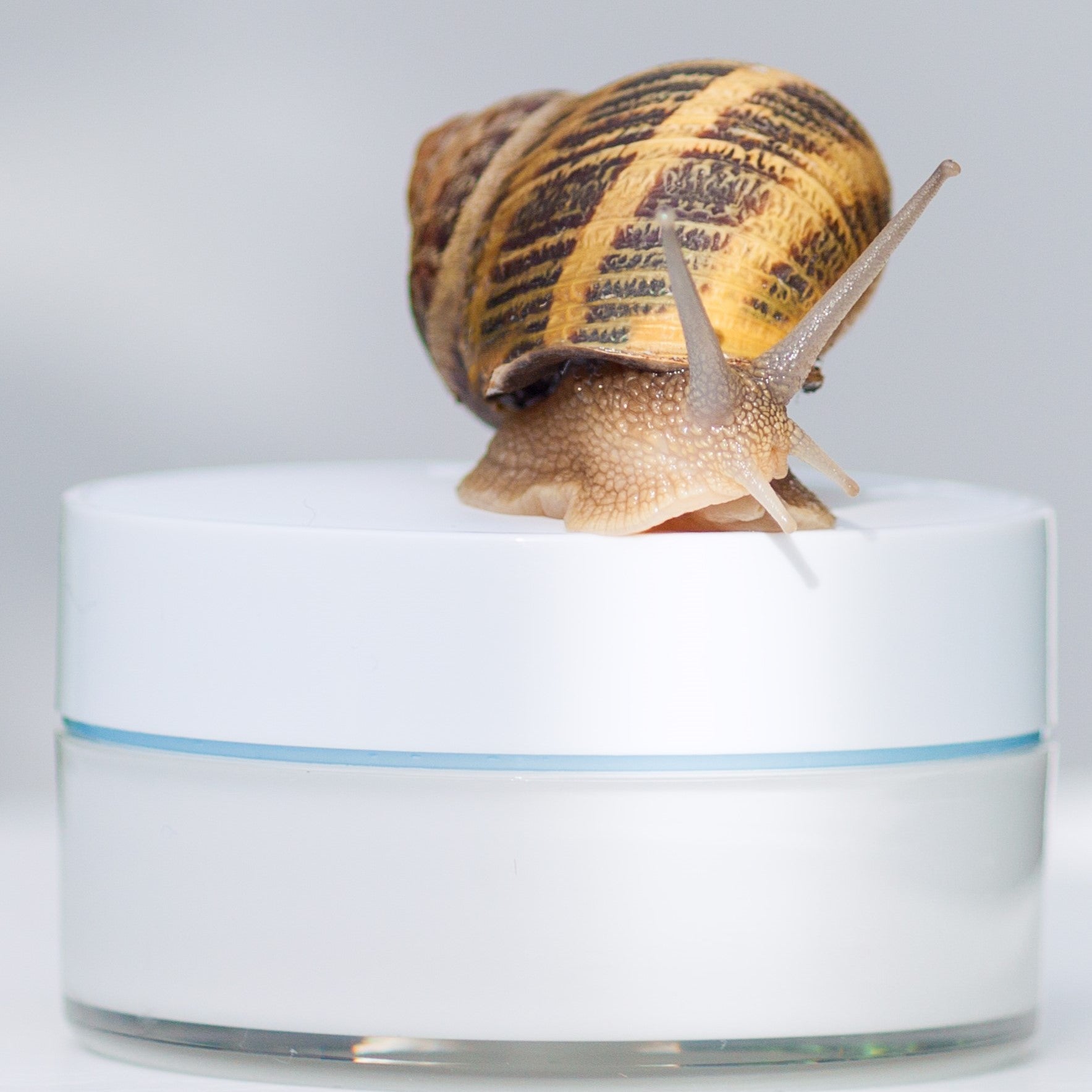 A Snail Slimes into a Beauty Bar... The joke's on you.
